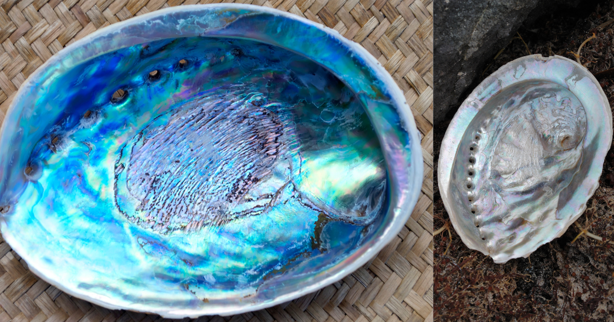 Abalone Meaning Healing Properties, Benefits and Uses