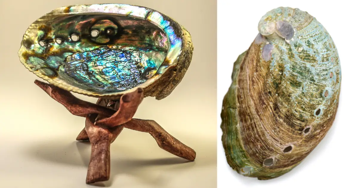 Abalone Meaning, Healing Properties,Uses