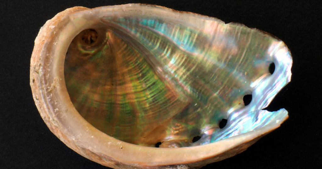 Abalone Meaning Healing Properties, Benefits and Uses
