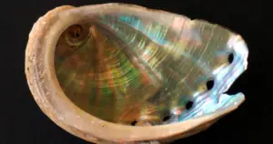 How much is Abalone worth