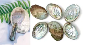 What is Abalone