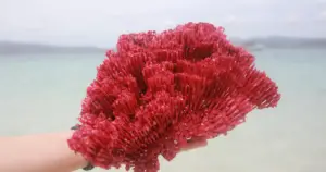 Caring For Red Coral