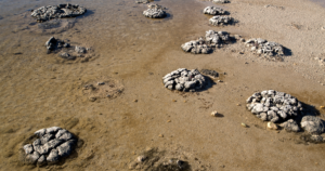 How to Recharge Your Stromatolite