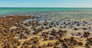 How to identify Stromatolite
