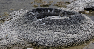 Stromatolite Healing Properties