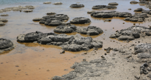 Where is Stromatolite Found